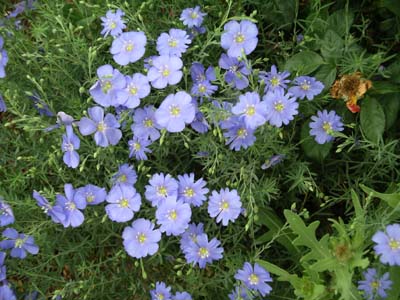 Blue Flax