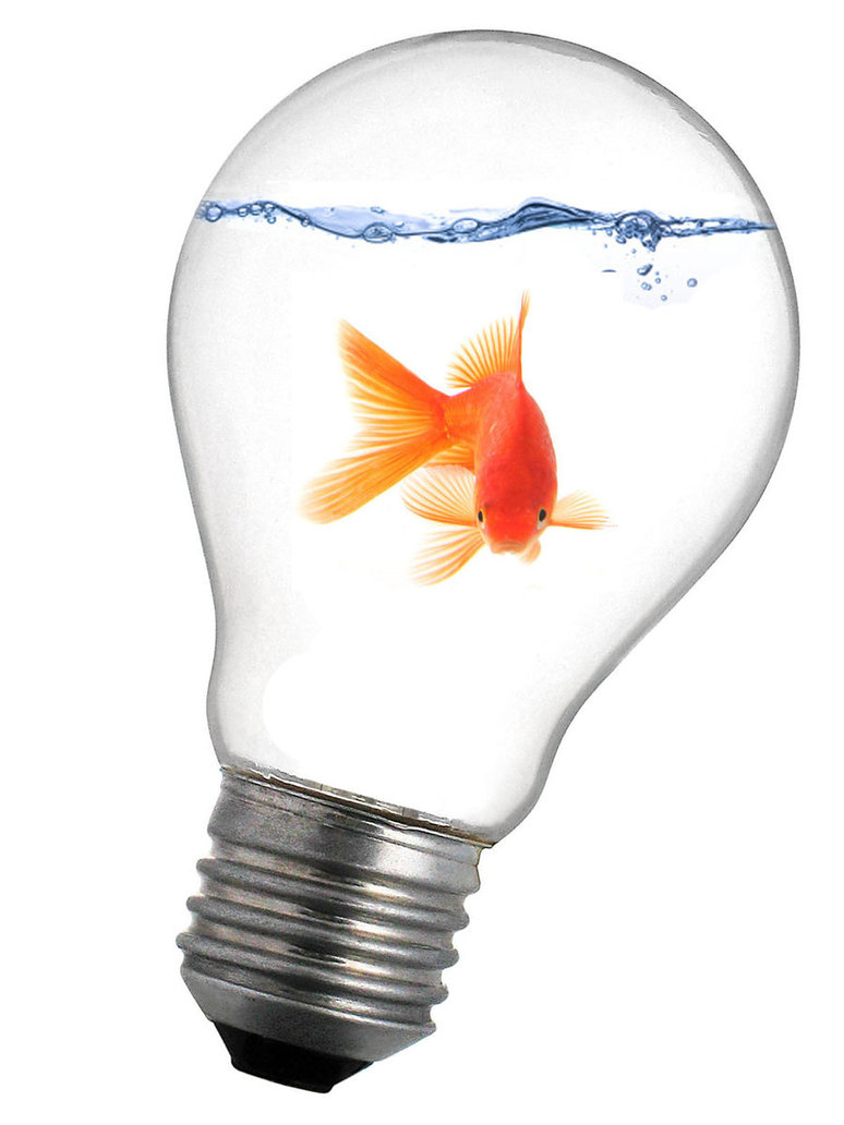 Goldfish in a light bulb