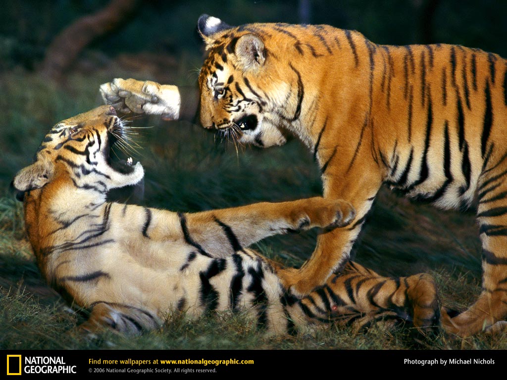 bengal-tiger-cubs-playing.jpg