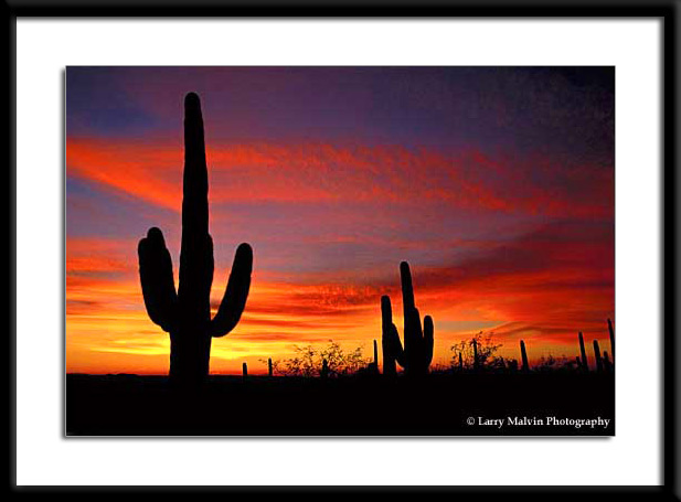 sunset_saguaro1.jpg