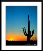saguaro_sunflare1.jpg